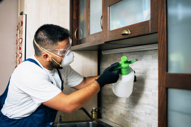 Best Wasp Removal Services  in Upton, WY