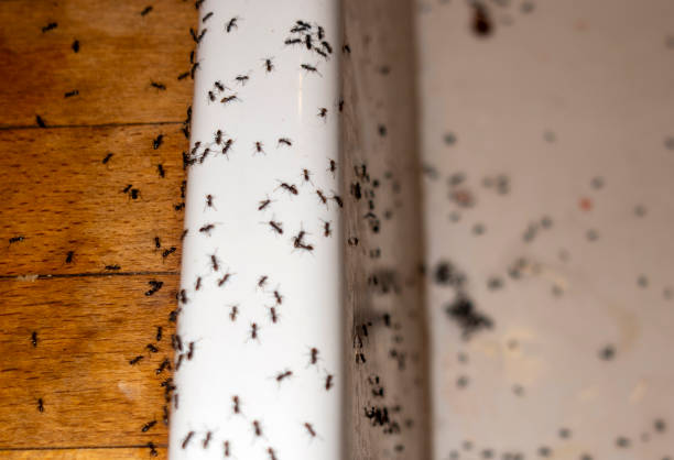 Best Exterminator Services  in Upton, WY